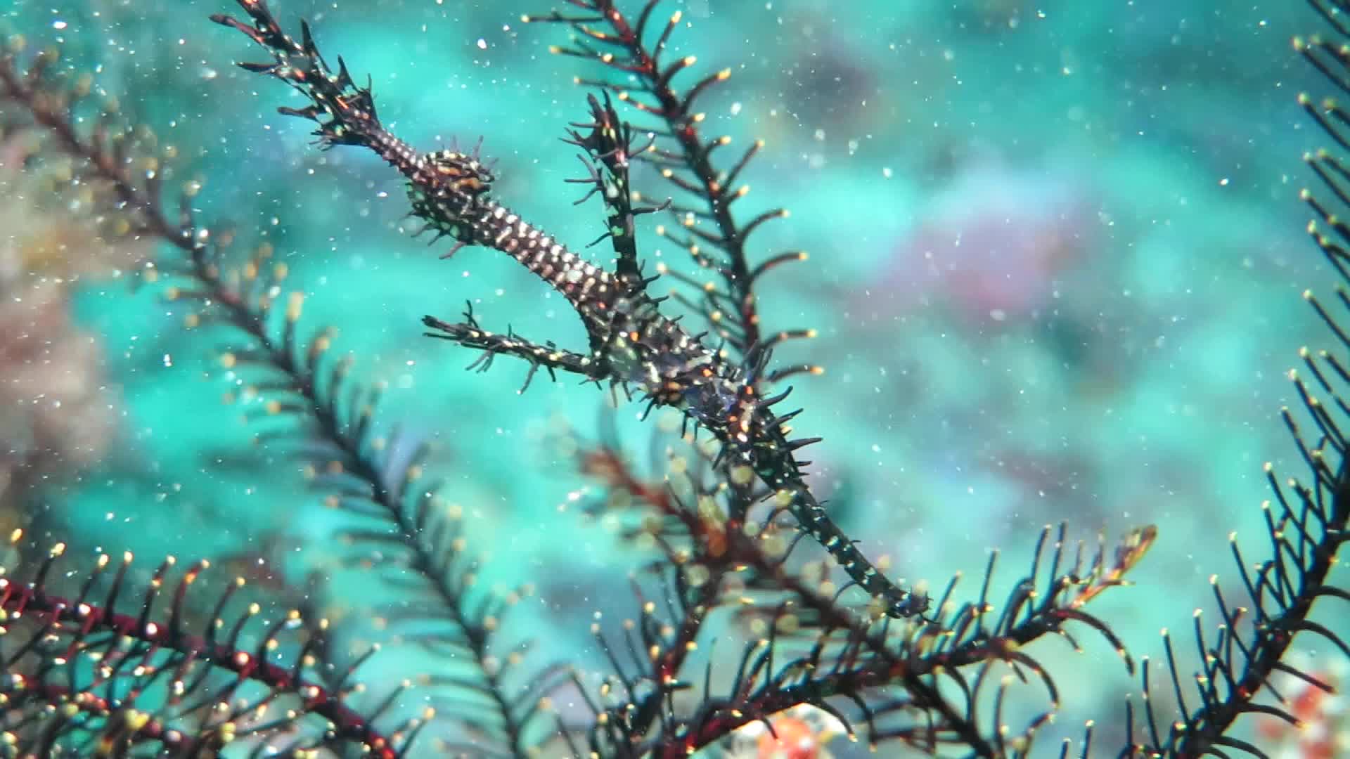 躄魚科
