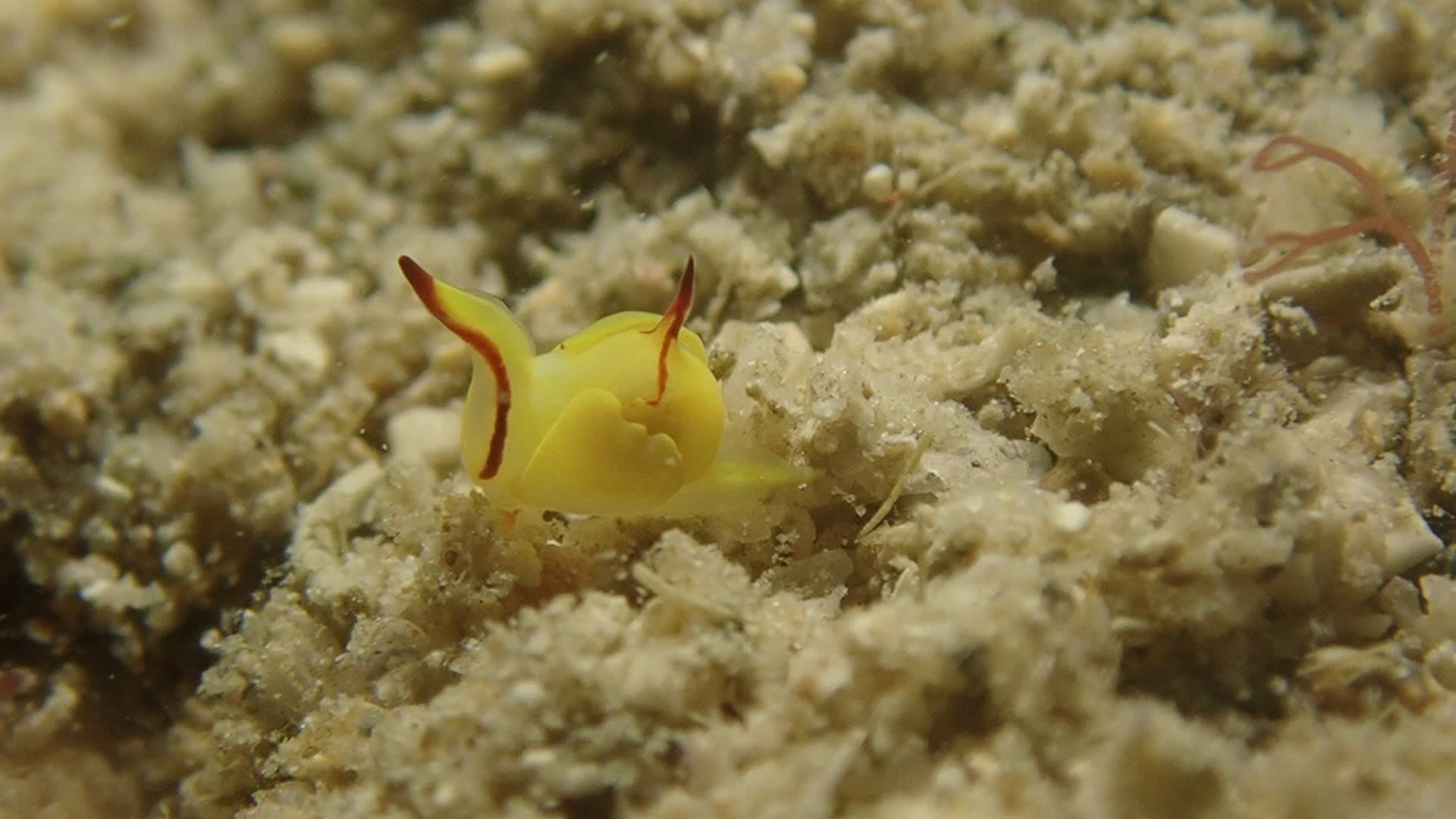 金黃腹翼海蛞蝓