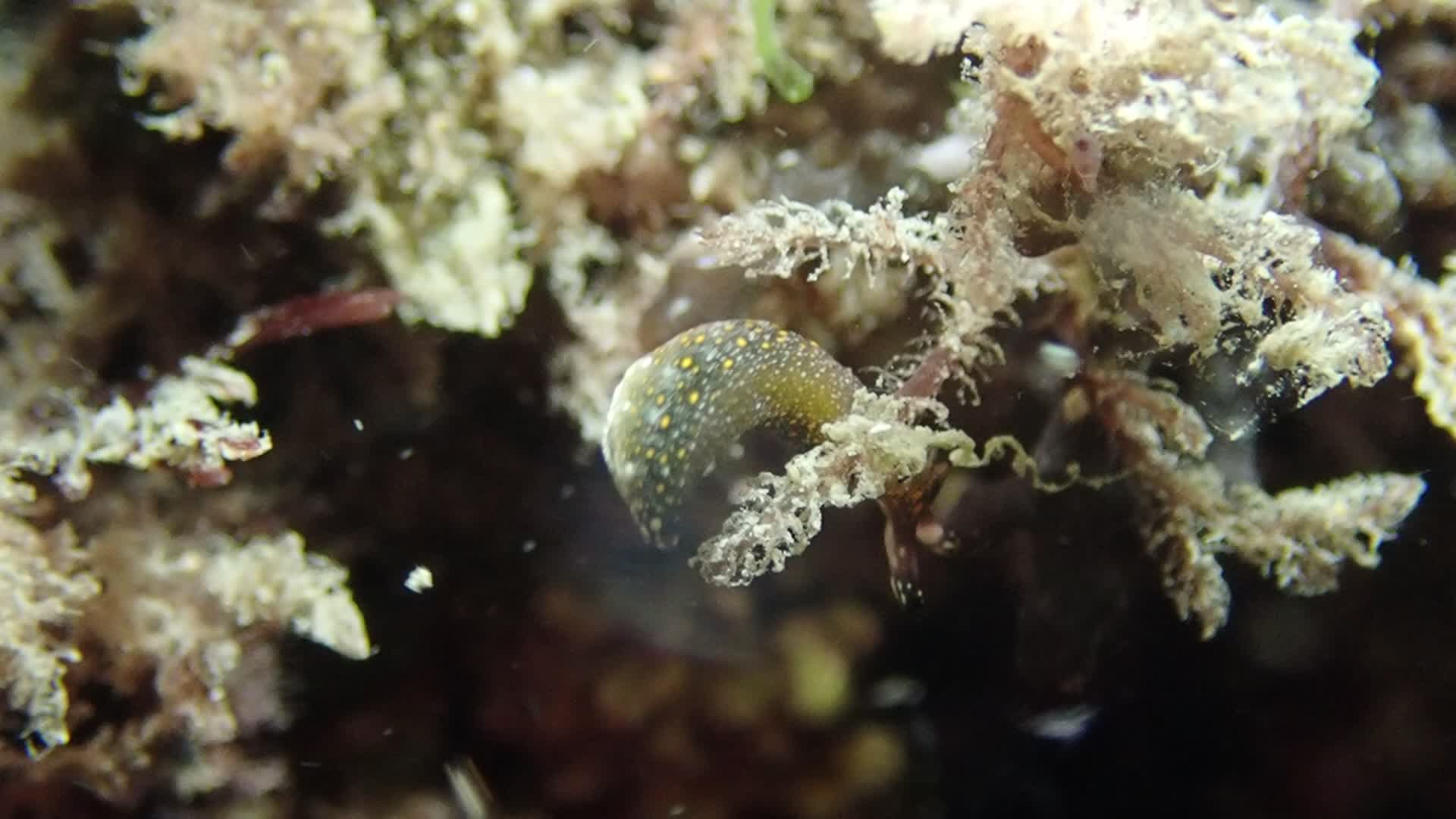 Thuridilla flavomaculata
