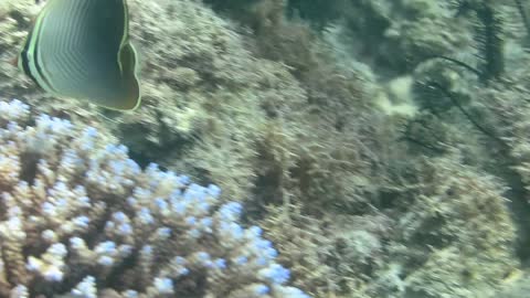 曲紋蝴蝶魚