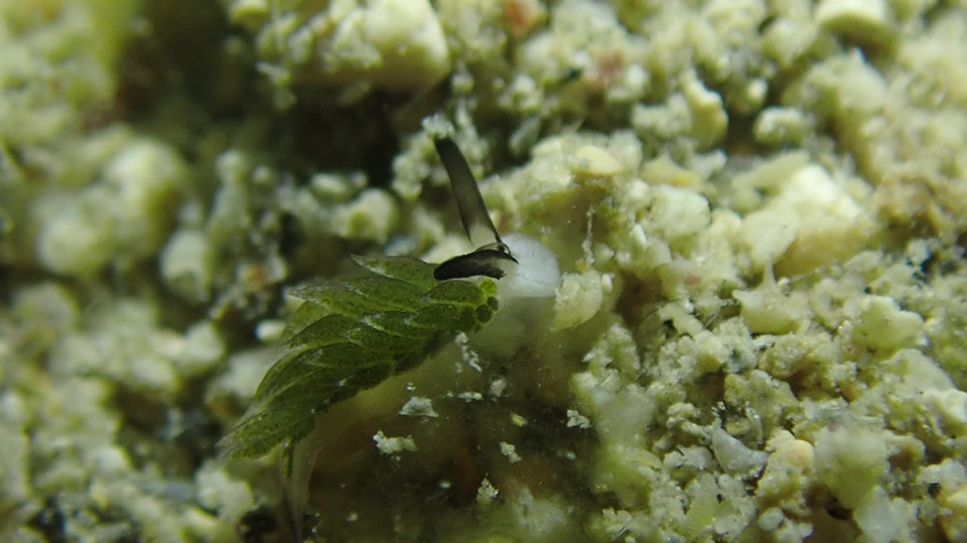 柱狀海蛞蝓 （綿羊海蛞蝓）
