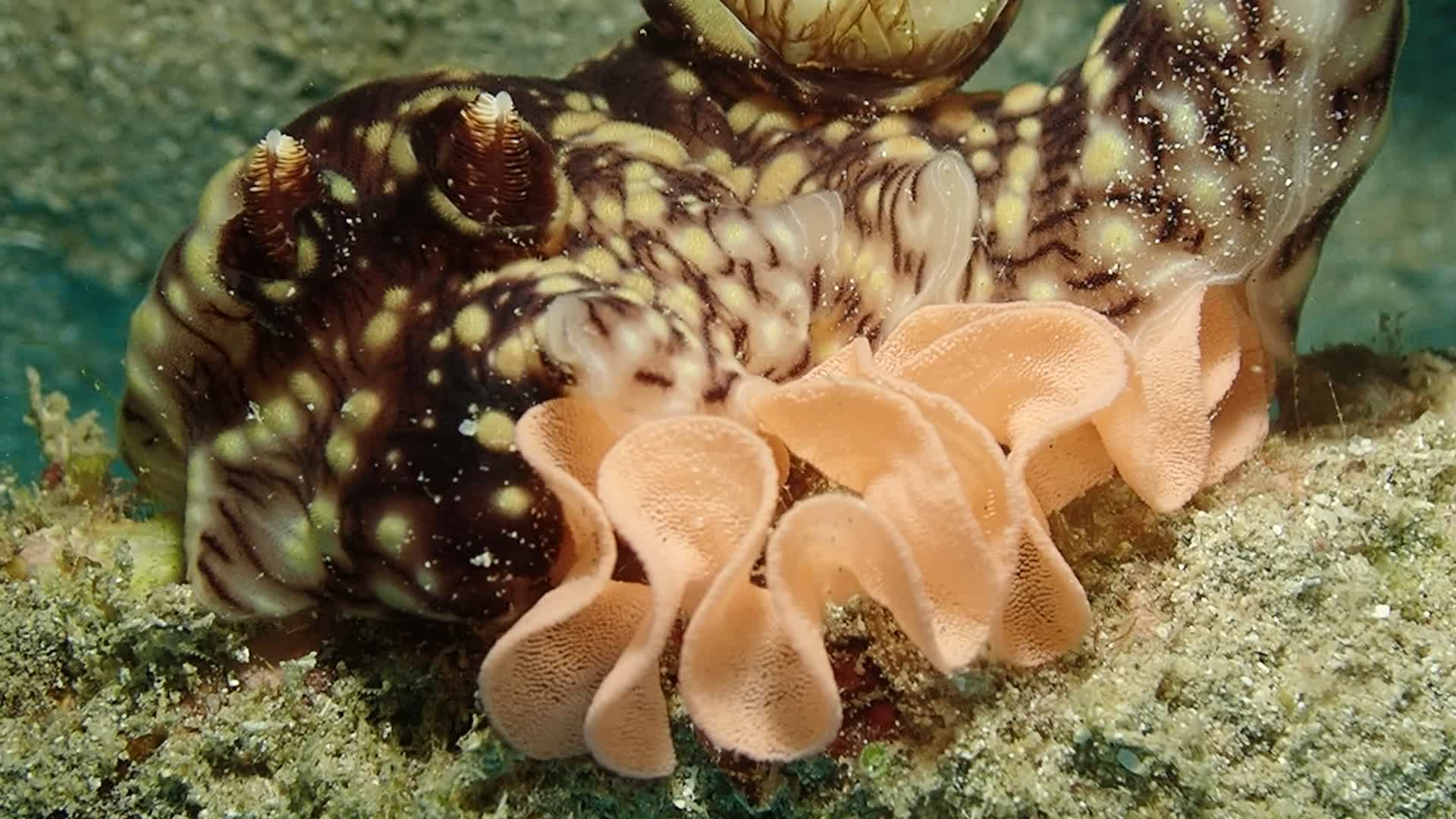 紅斑刺海蛞蝓