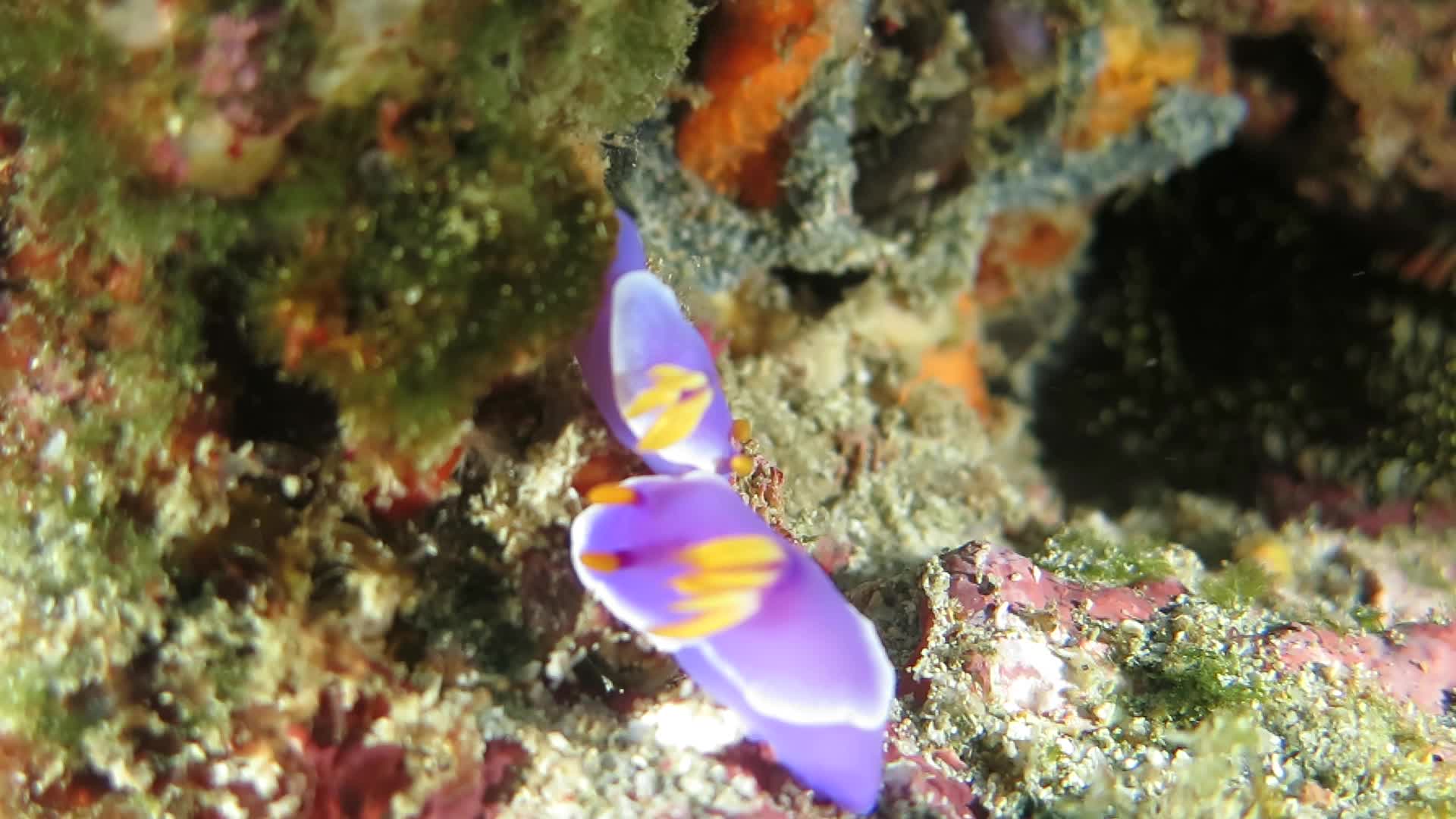 鑲邊多彩海蛞蝓