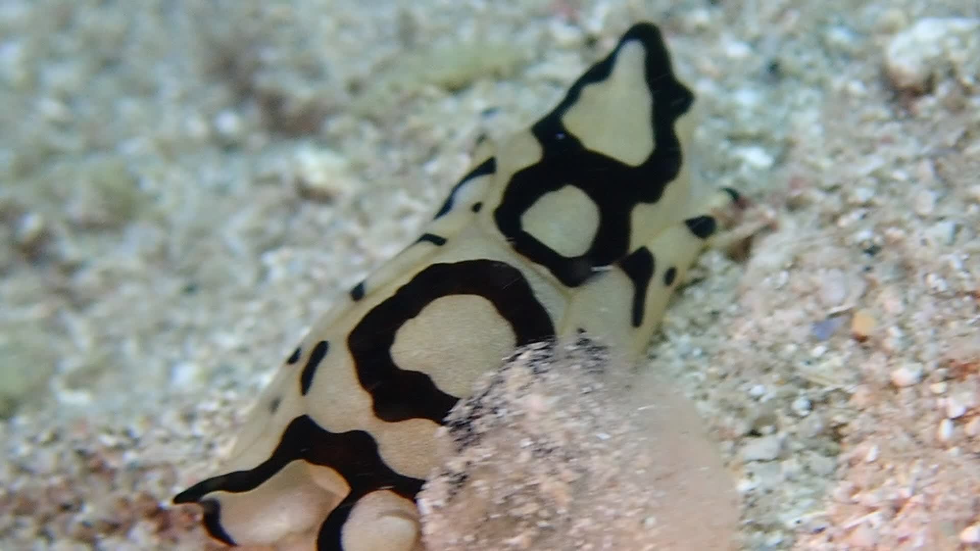 皮氏美麗海蛞蝓