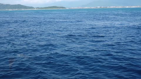 飛旋海豚