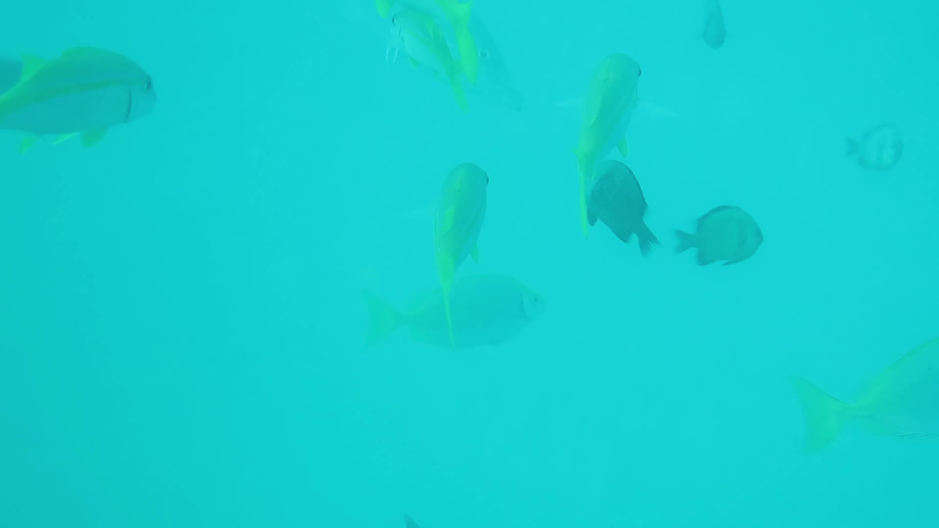 金帶擬鬚鯛