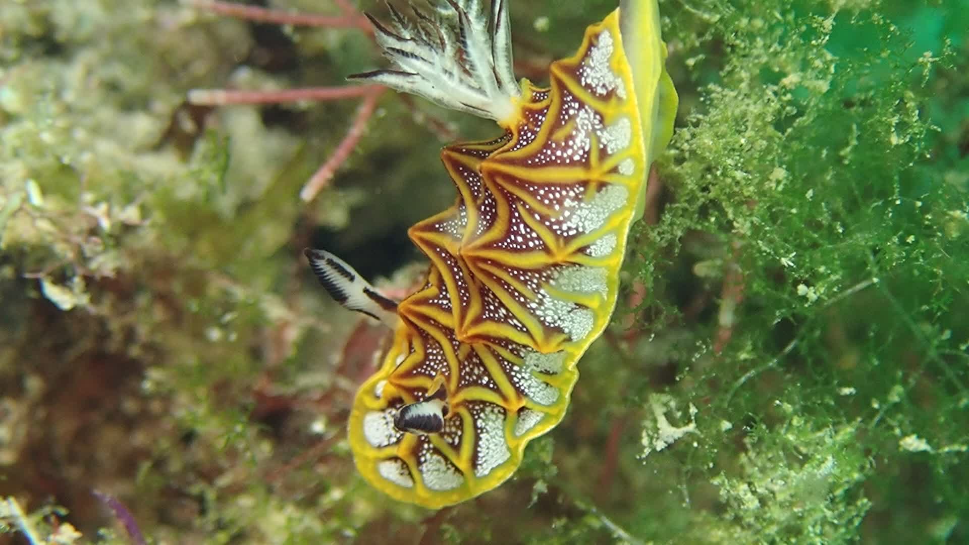 鑲嵌盤海蛞蝓