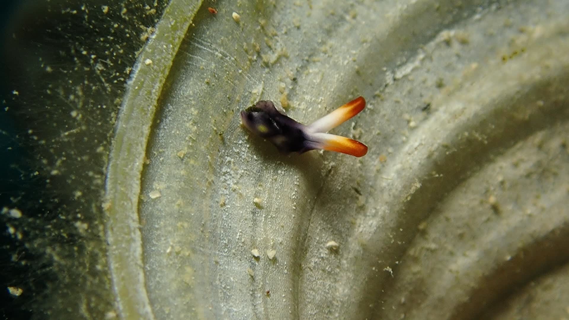 Thuridilla vatae