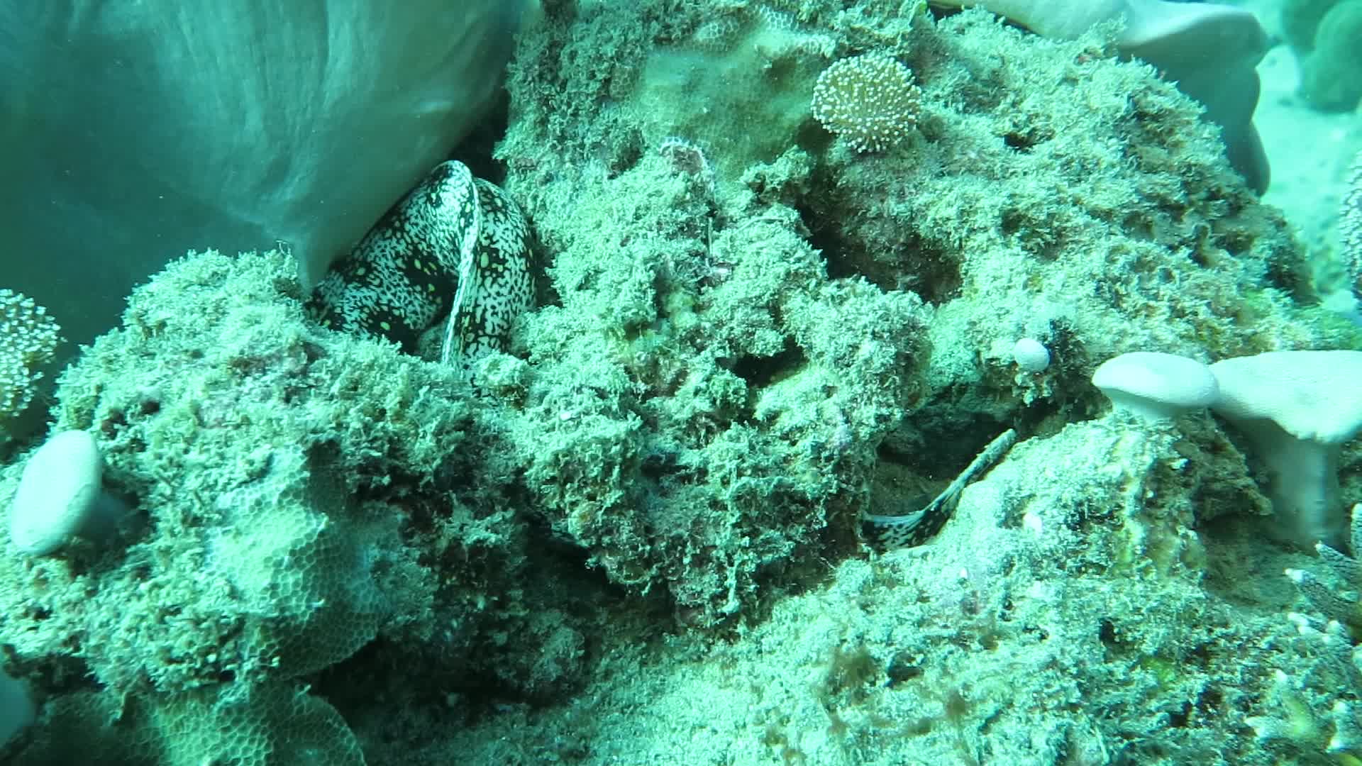 星帶蝮鯙