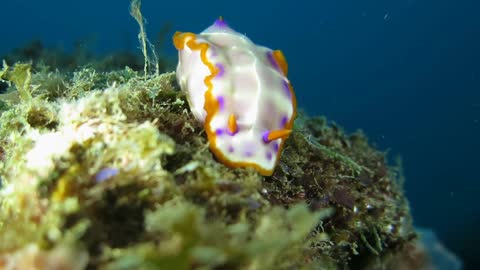 網紋多彩海蛞蝓