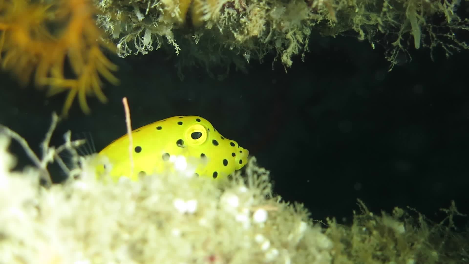 粒突箱魨(小魚)
