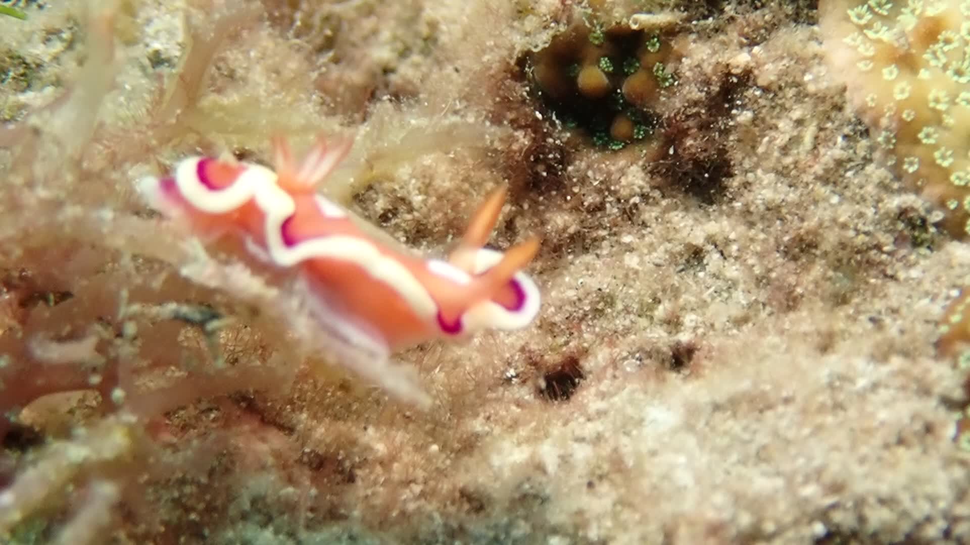 袖珍多彩海蛞蝓