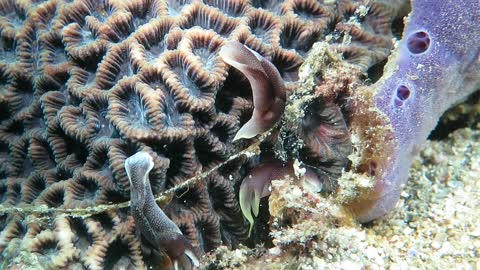 悅目美麗海蛞蝓