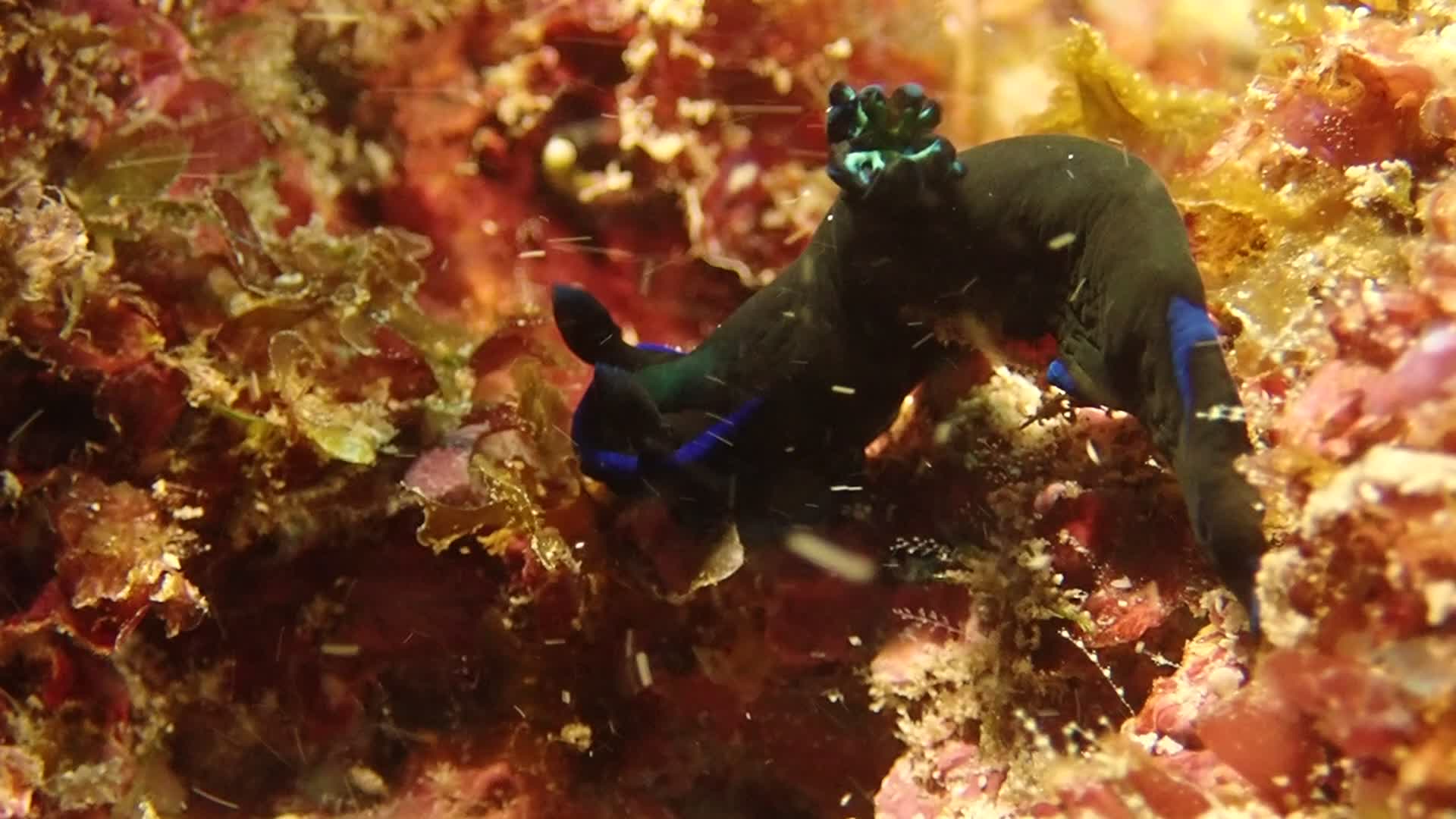 藍紋多角海蛞蝓