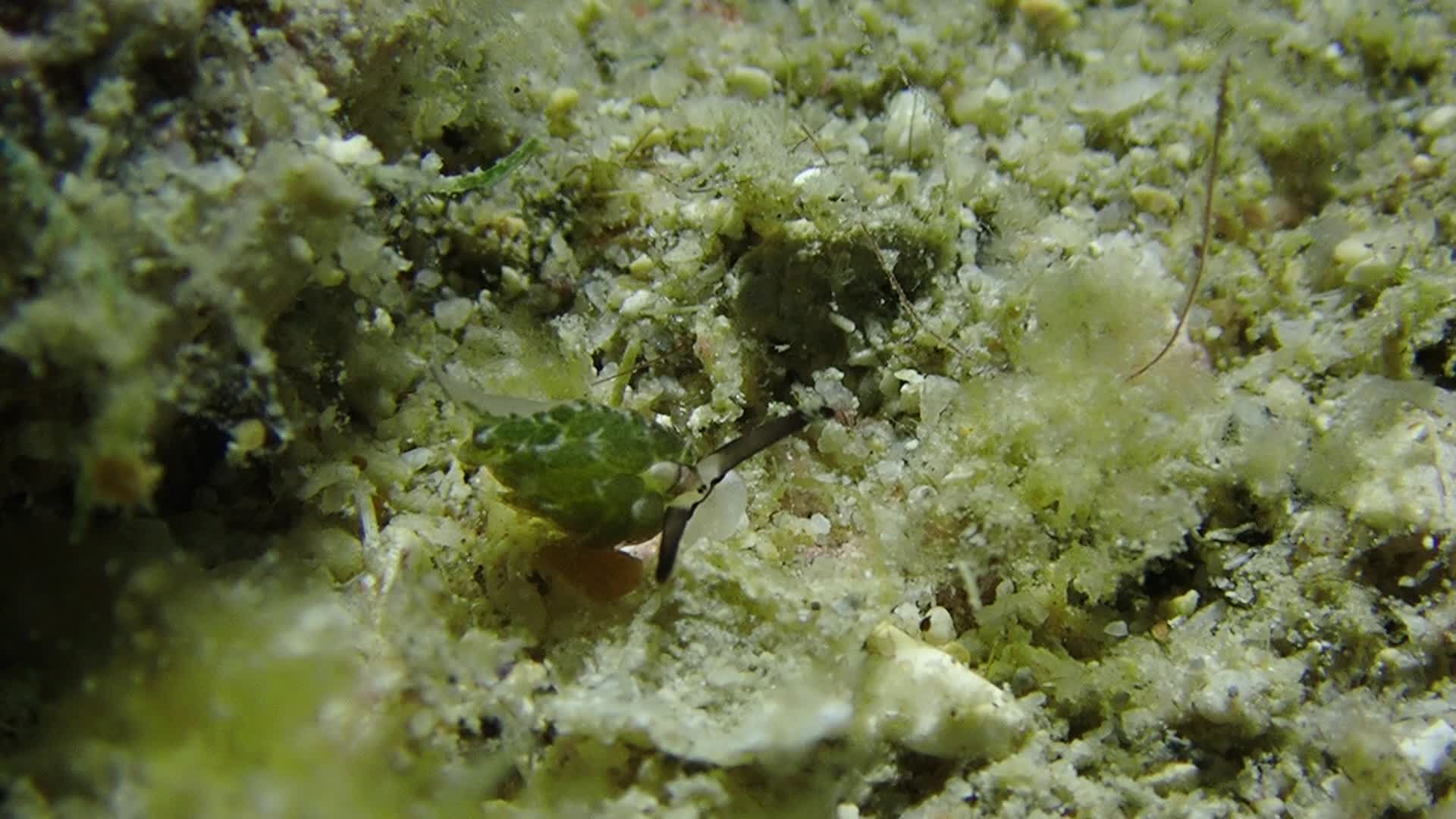 柱狀海蛞蝓 （綿羊海蛞蝓）