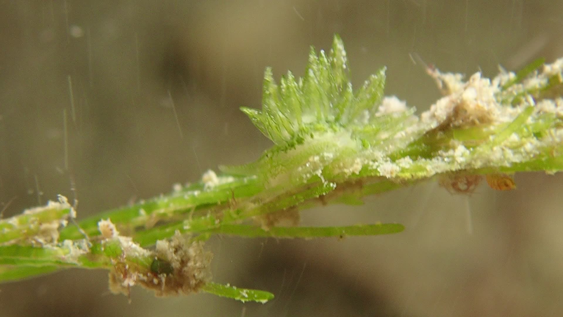 柱狀海蛞蝓科