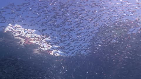 下銀漢魚
