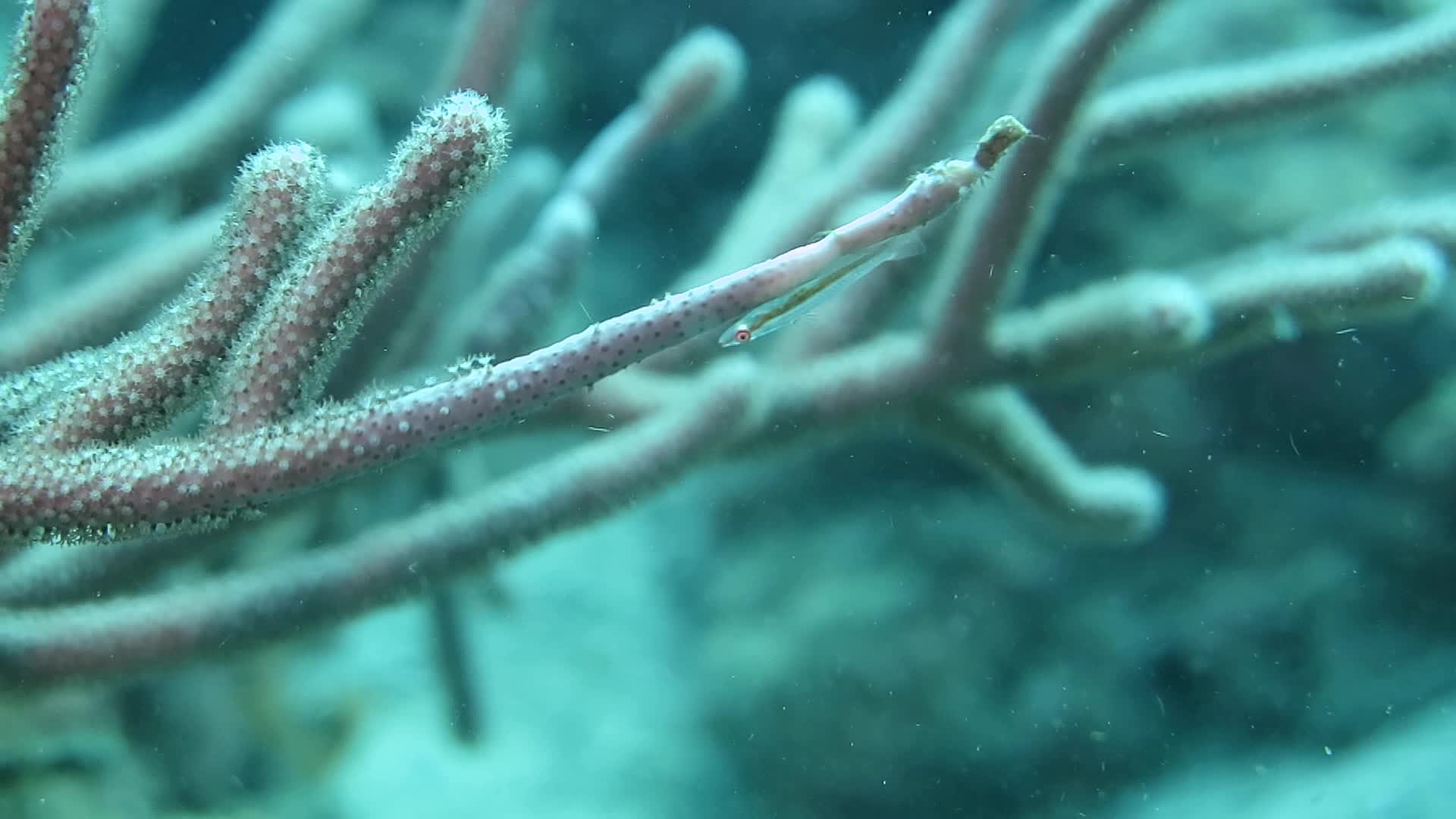 寬鰓珊瑚鰕虎