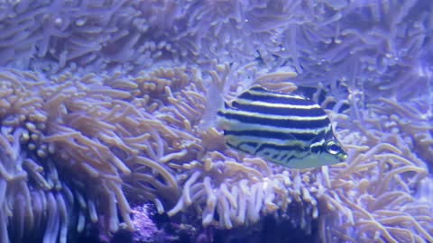 柴魚