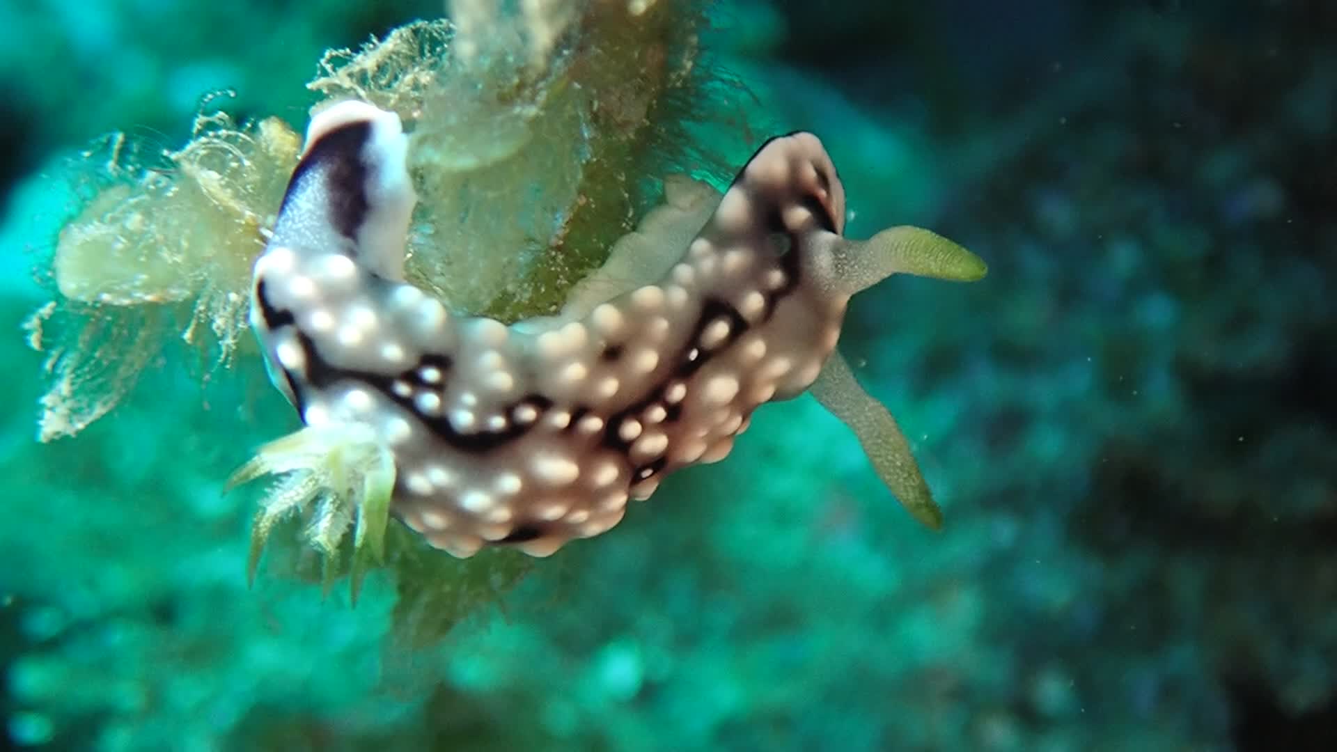 幾何多彩海蛞蝓