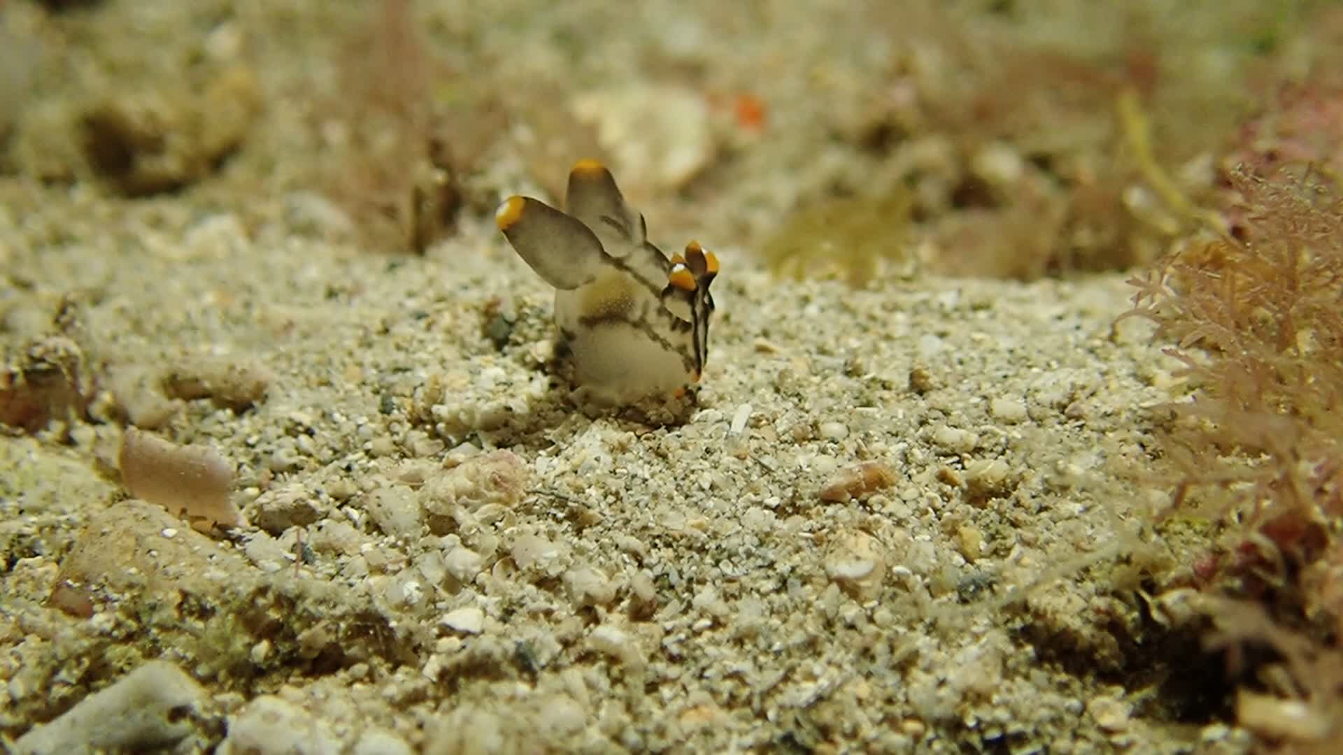 彩繪多角海蛞蝓