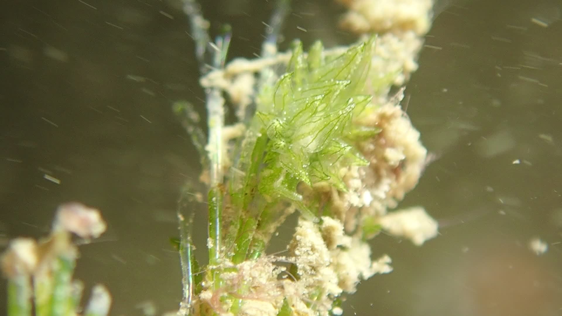 柱狀海蛞蝓科