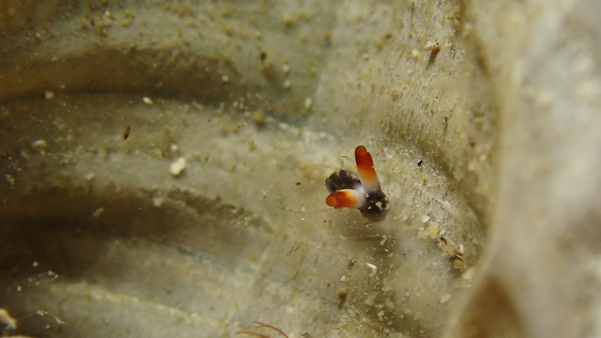 Thuridilla vatae