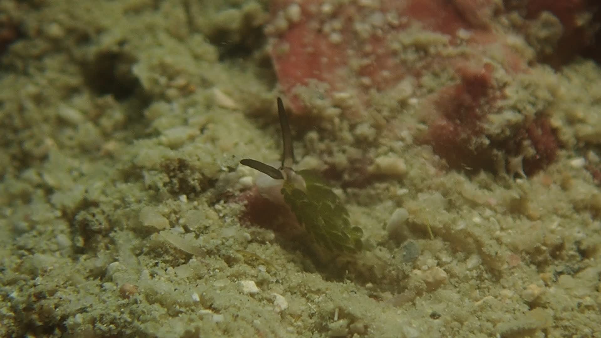 柱狀屬海蛞蝓