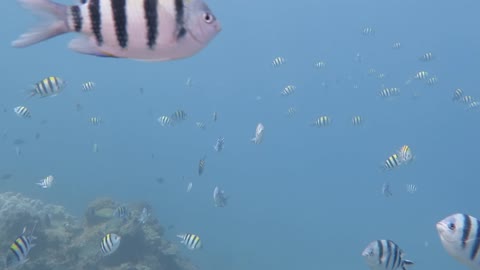 條紋豆娘魚