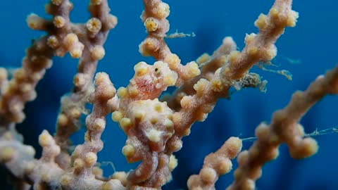 巴氏海馬