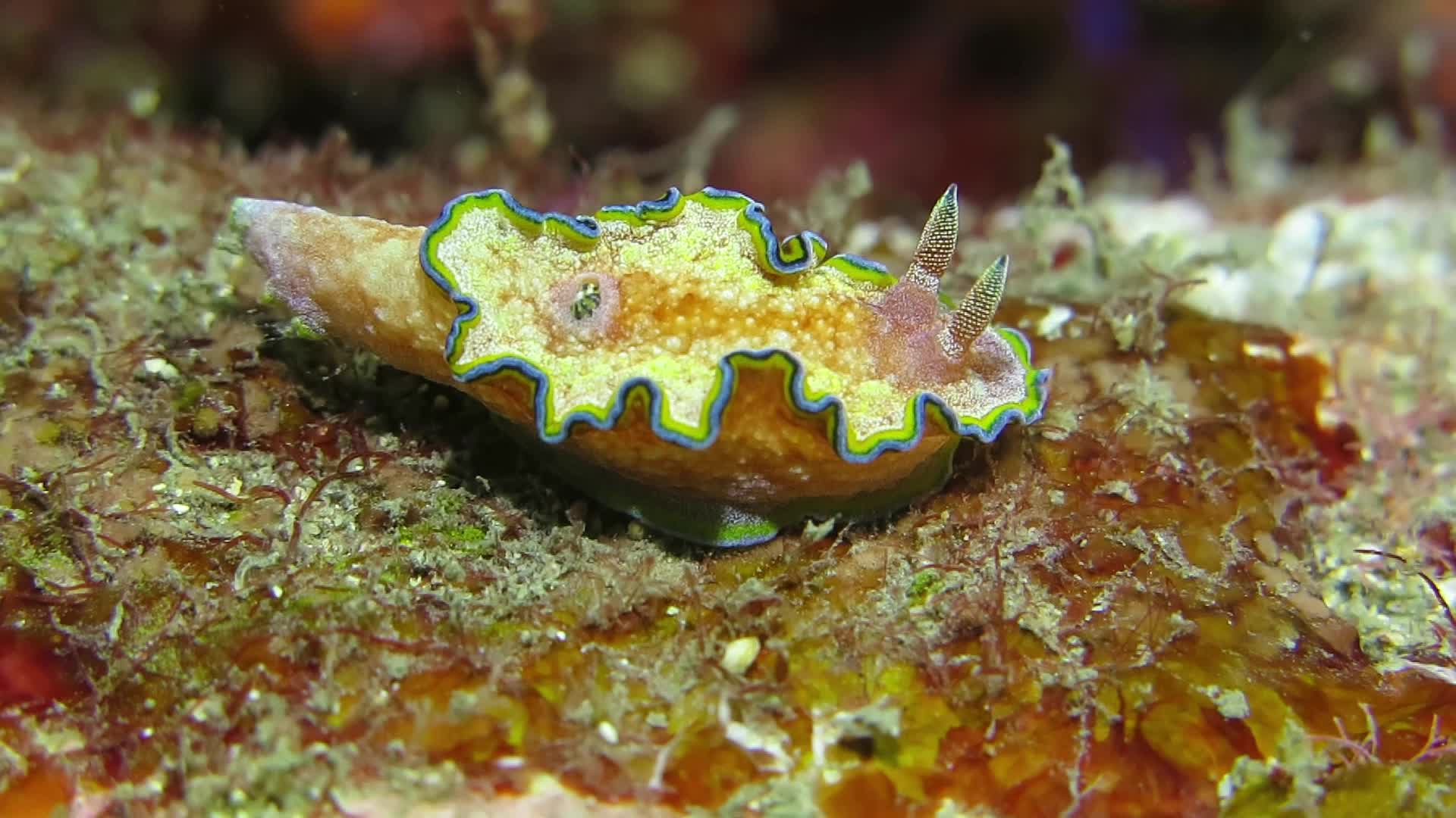 腰帶多彩海蛞蝓