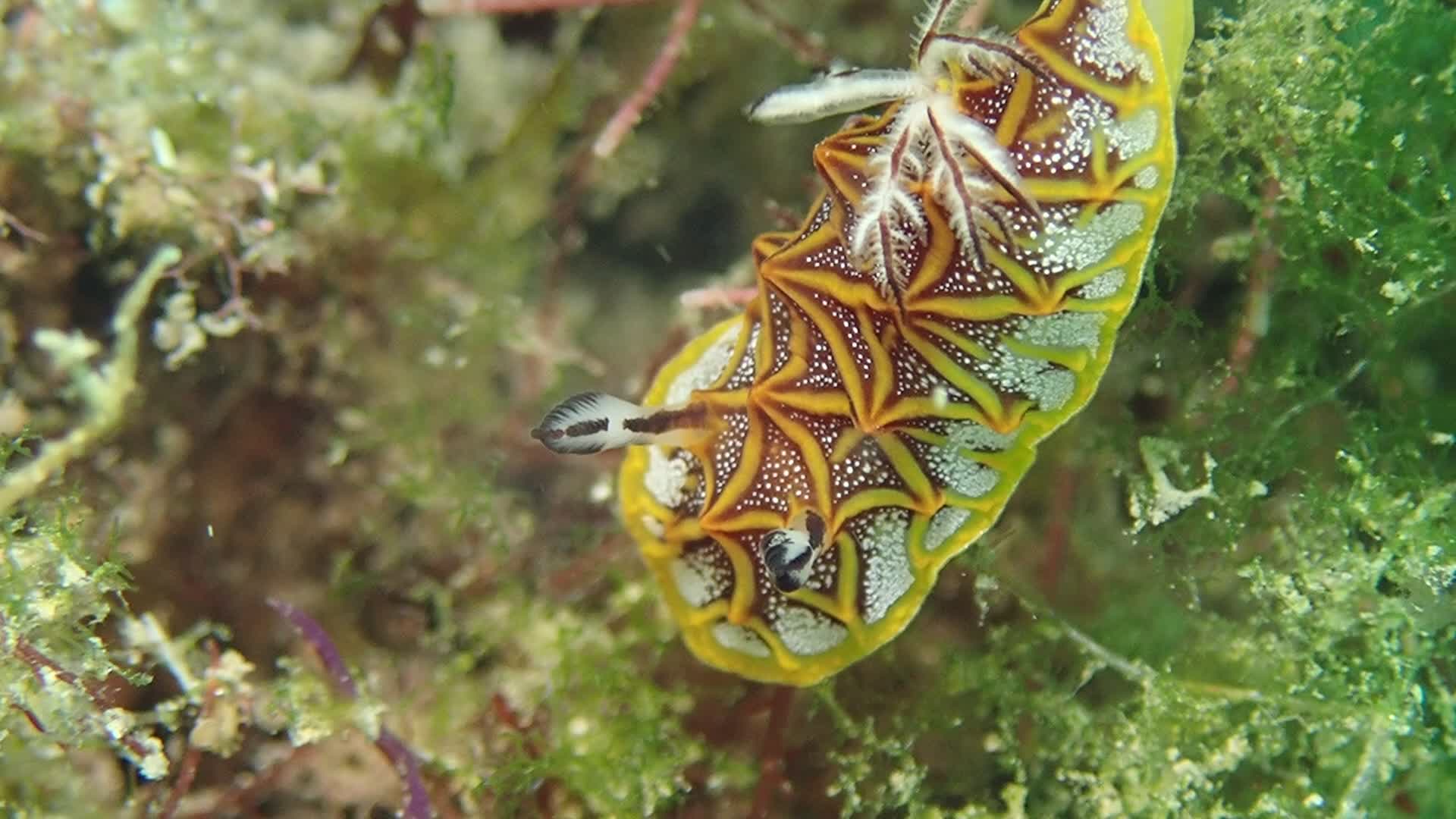 鑲嵌盤海蛞蝓