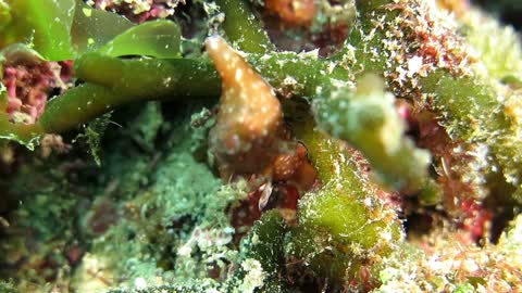 黑邊海兔