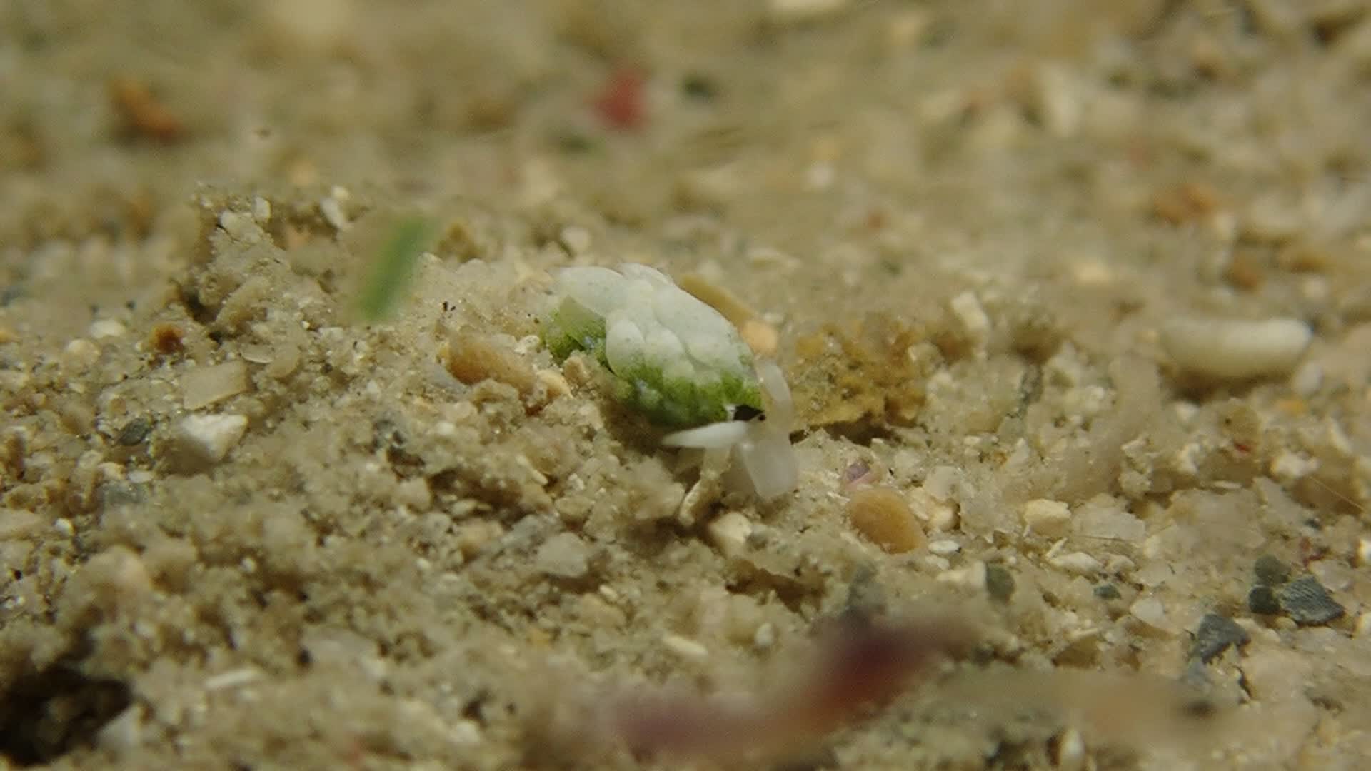 跳兔柱狀海蛞蝓