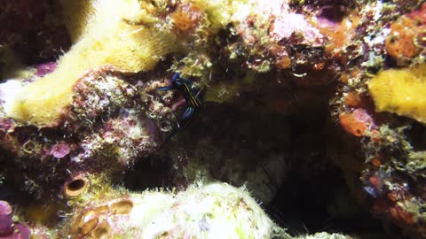 黃紋多角海蛞蝓