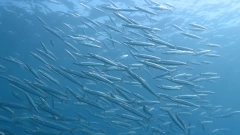 大眼金梭魚