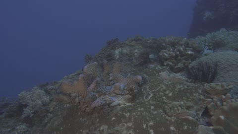 180515_C0123_珊瑚礁