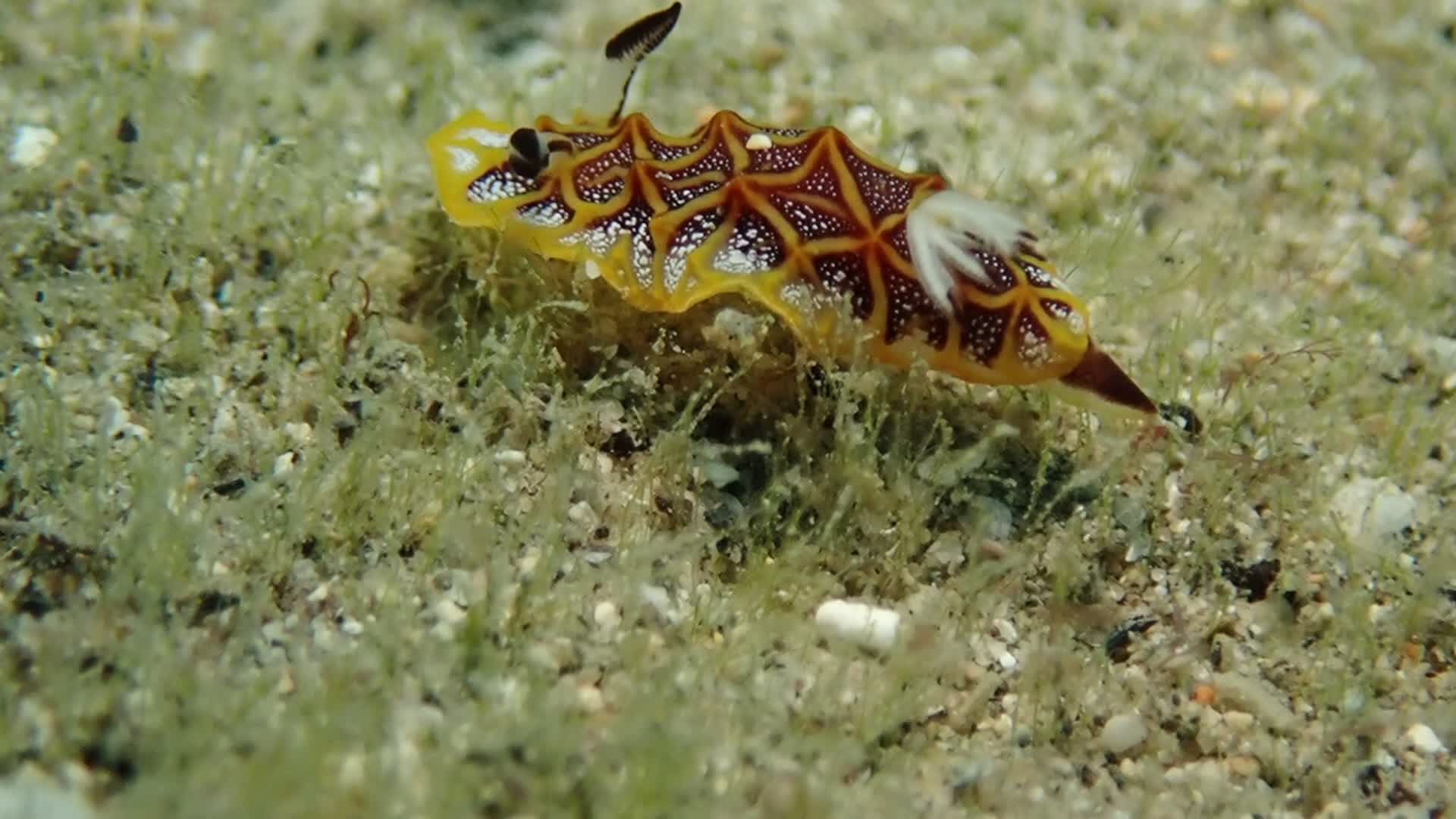 鑲嵌盤海蛞蝓