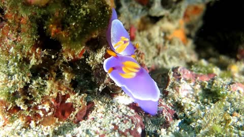 鑲邊多彩海蛞蝓