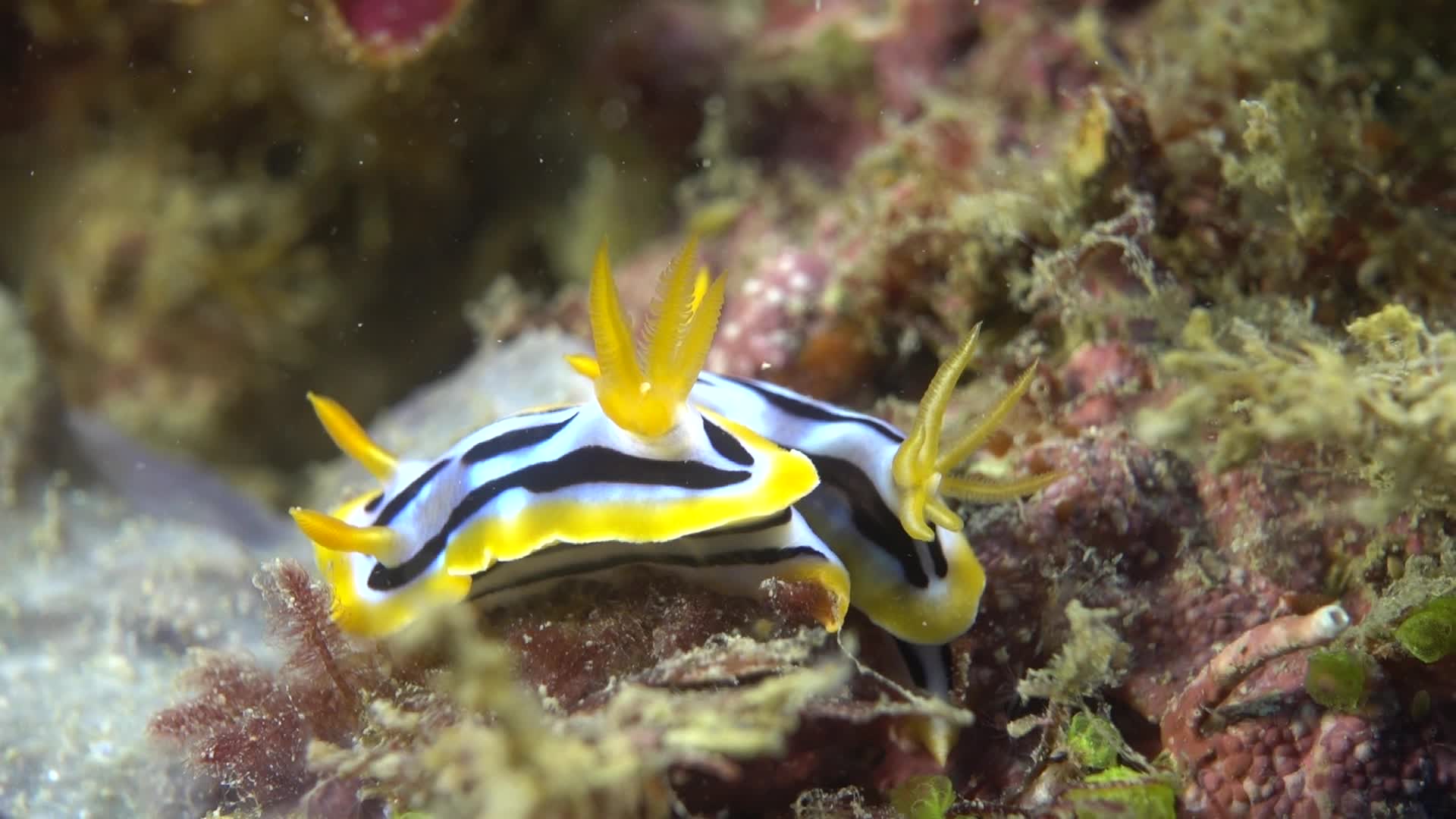 條紋多彩海蛞蝓