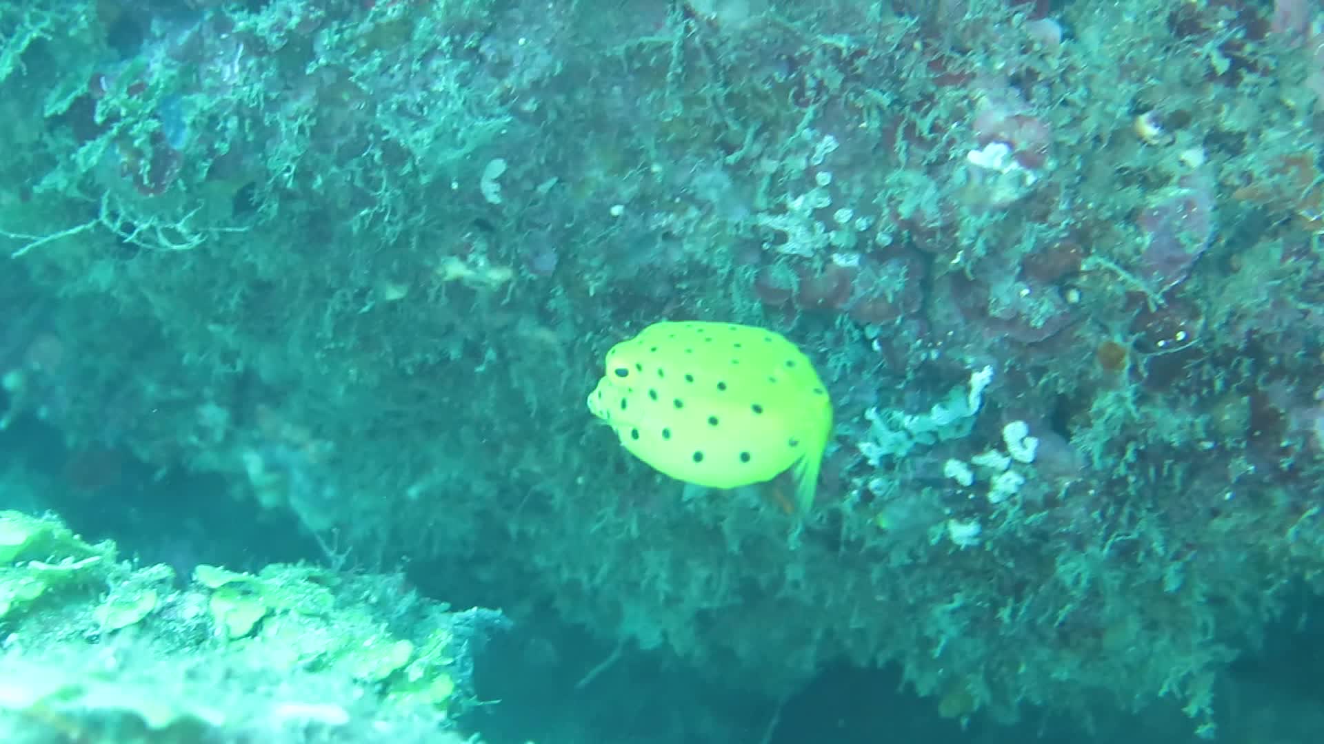 粒突箱魨(小魚)