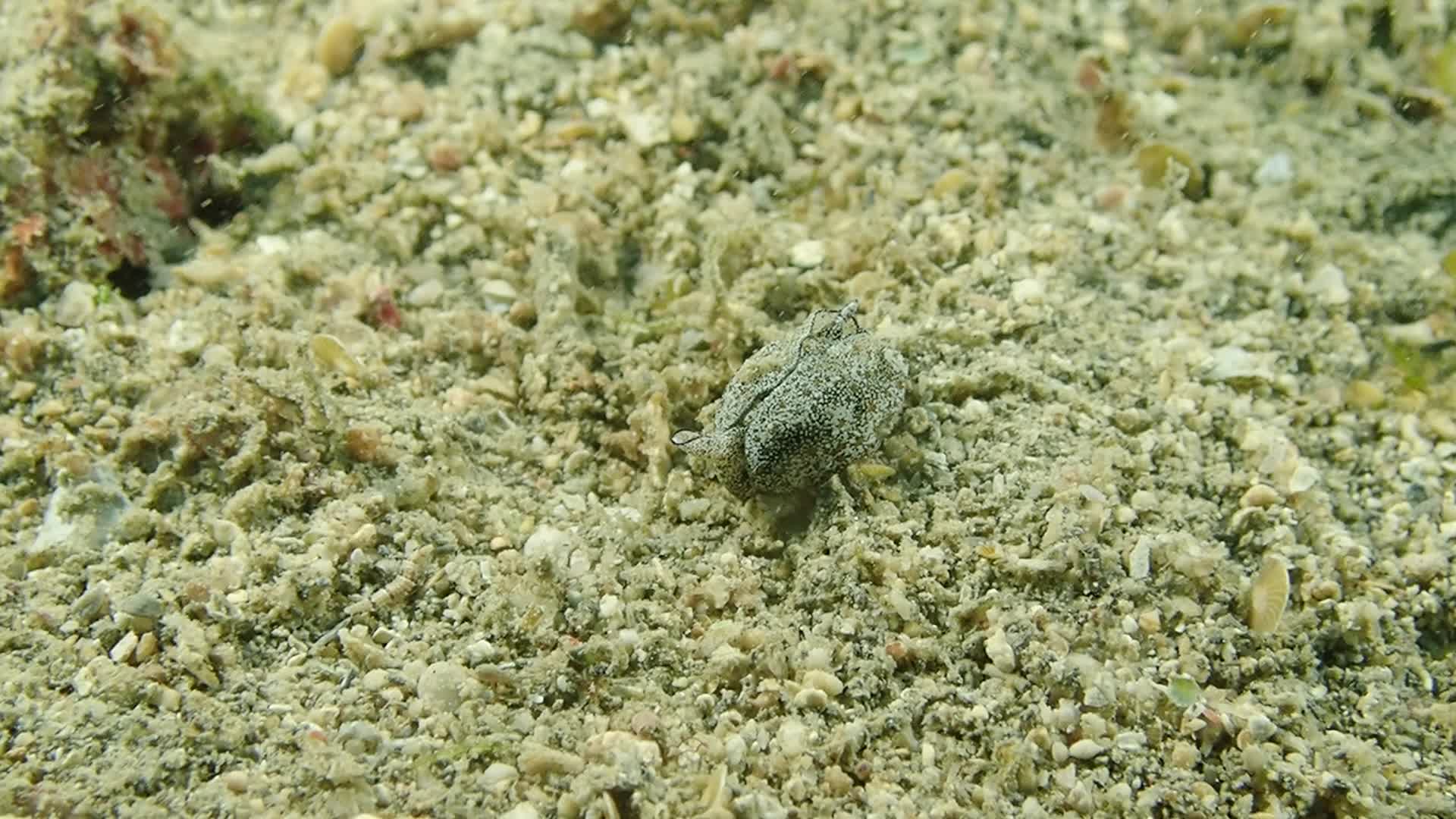 雙角腹翼海蛞蝓