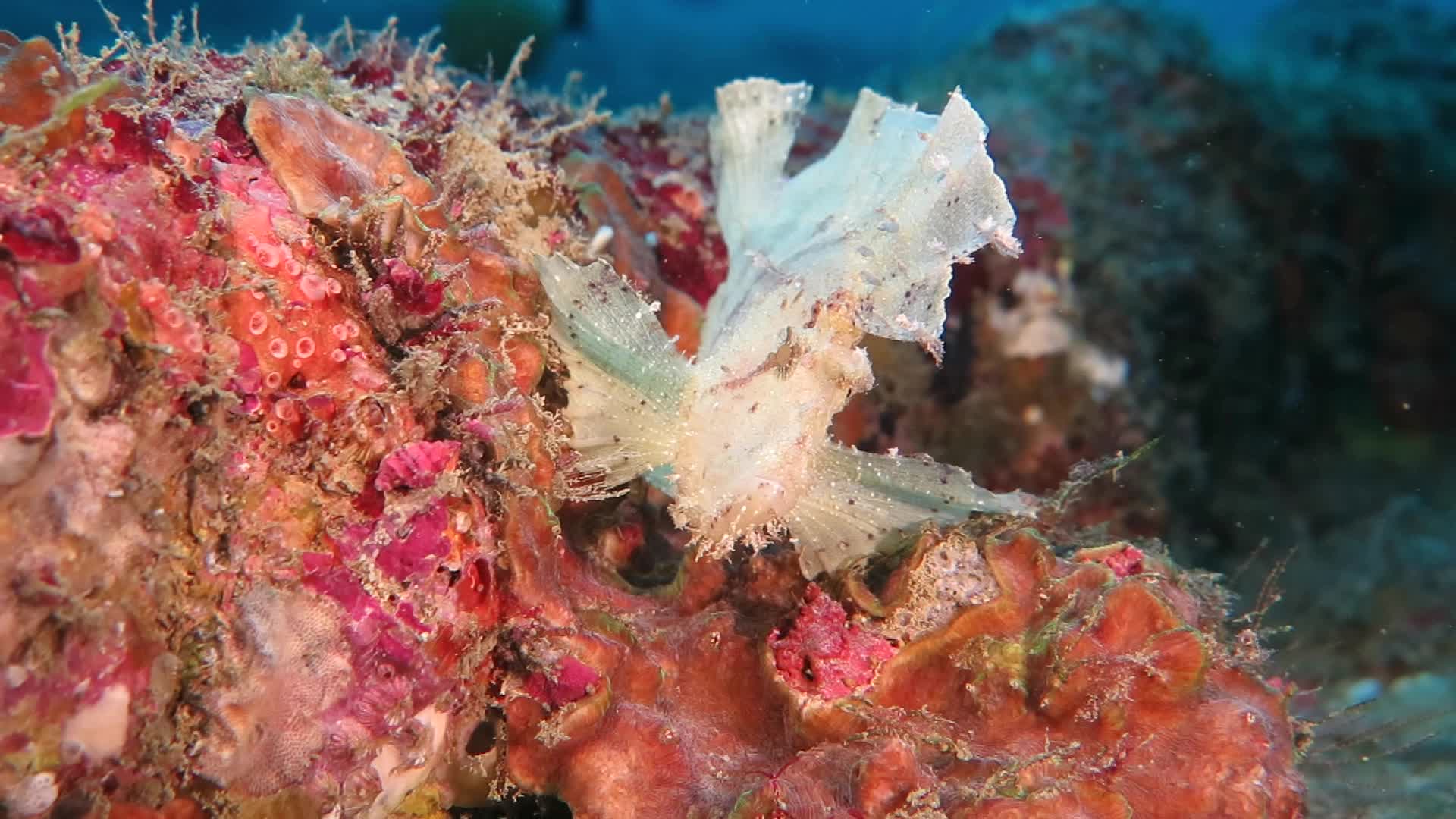 躄魚科