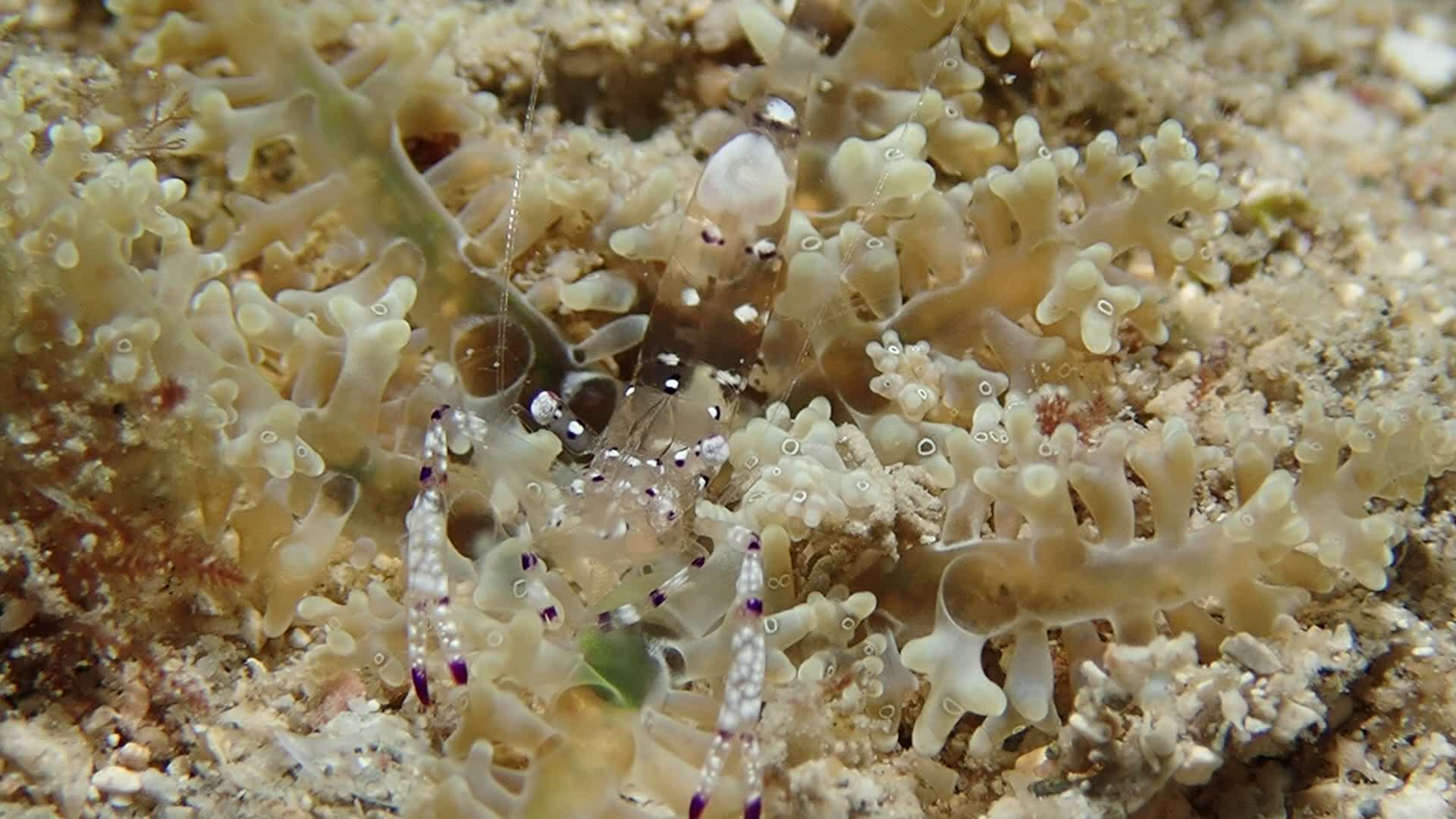 graceful anemone shrimp