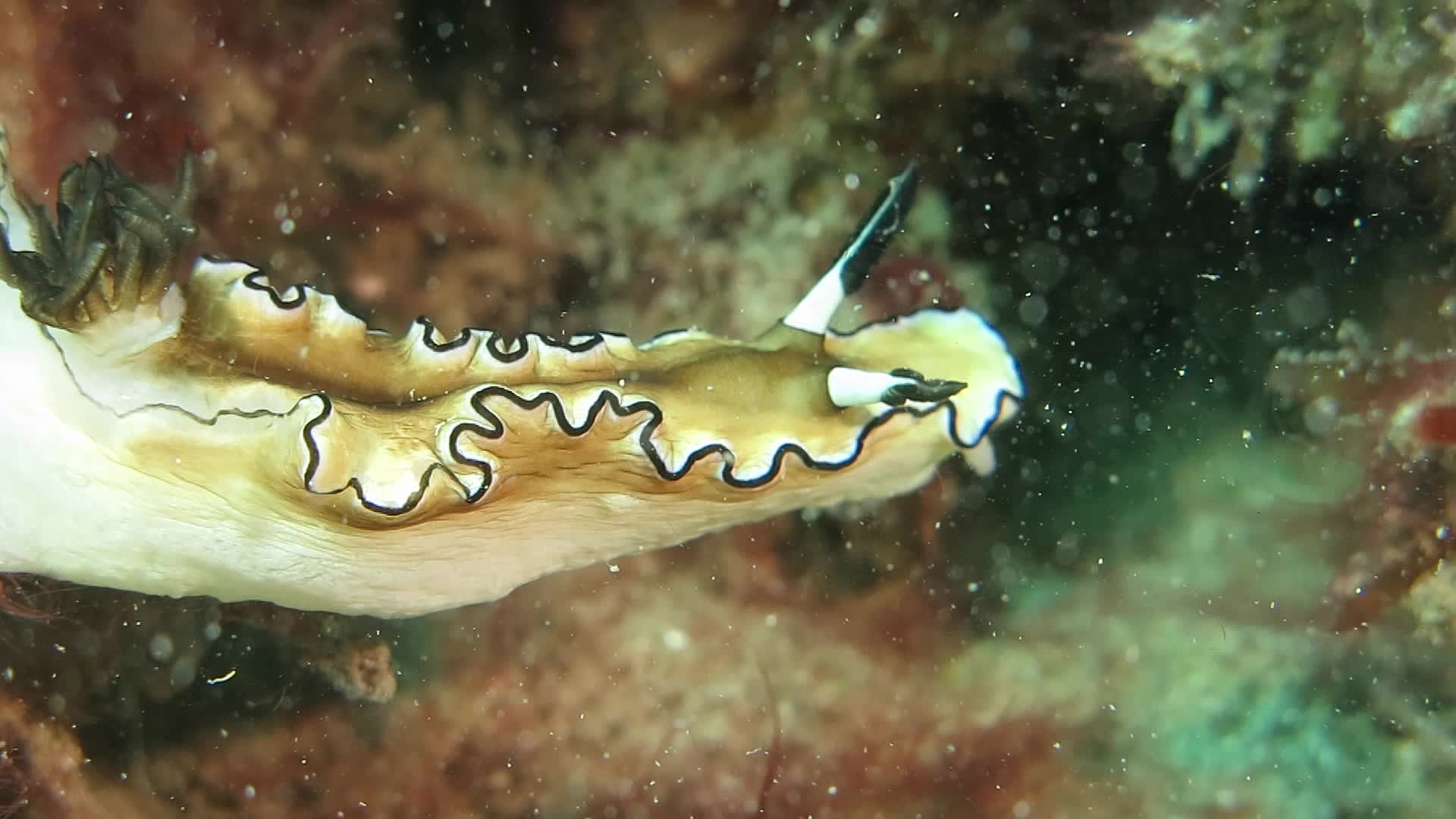 黑邊多彩海蛞蝓