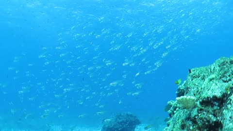 魚群