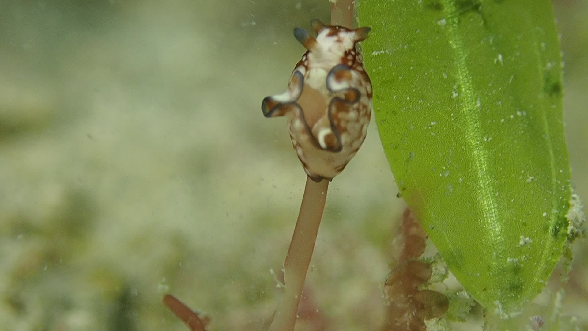黑邊海兔