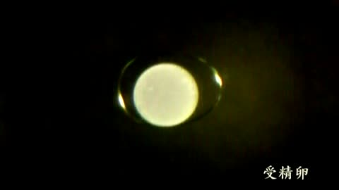 海蛞蝓成長史-改1