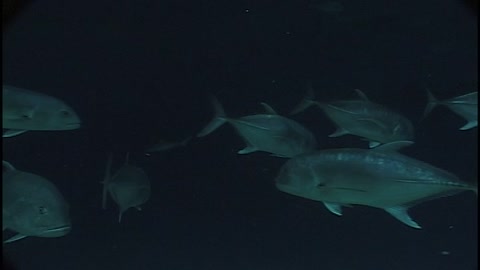 大洋池開館時8912
