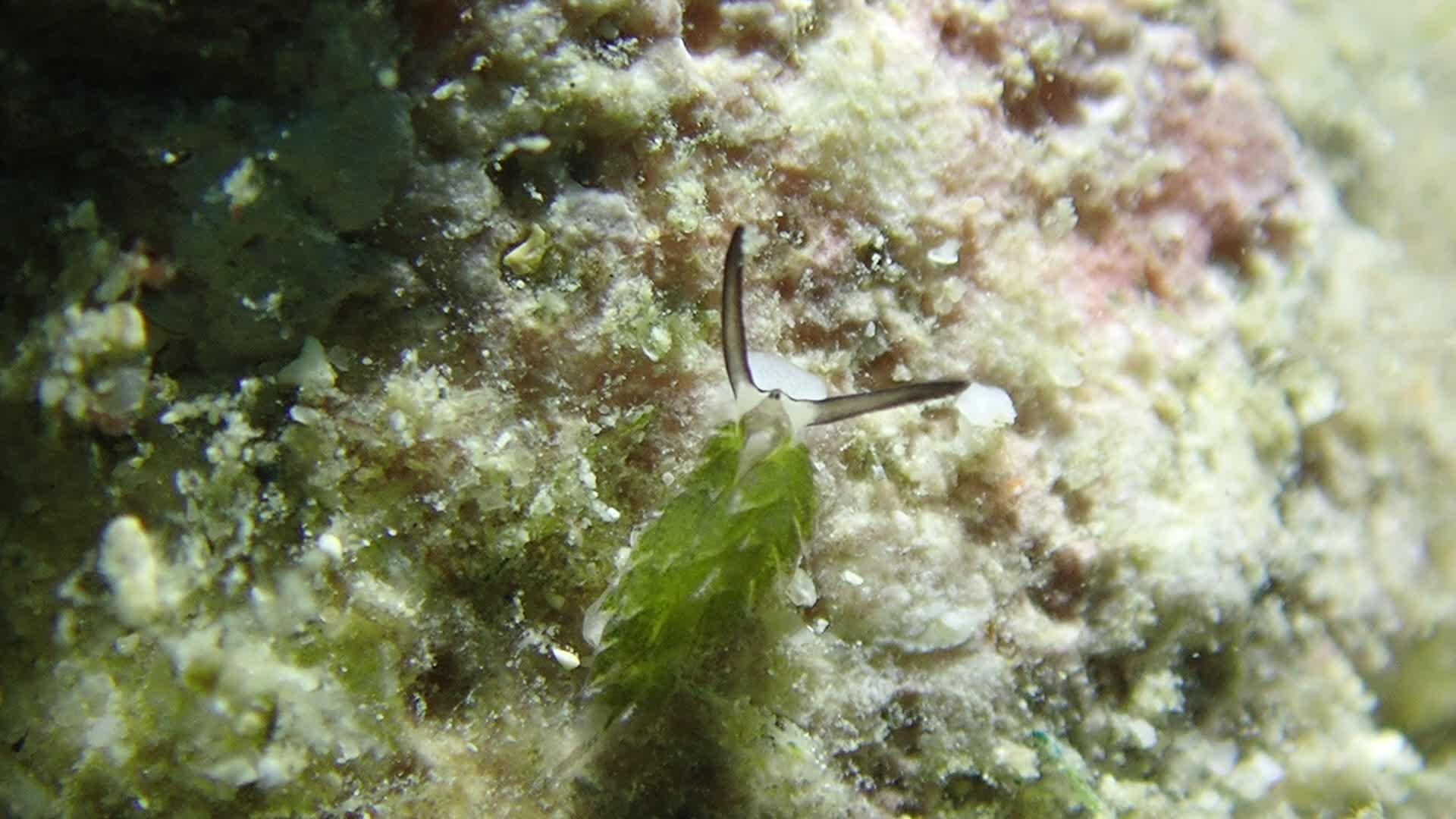 柱狀海蛞蝓 （綿羊海蛞蝓）